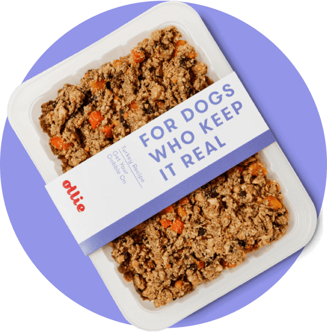 Container of Ollie Fresh Turkey Recipe for dogs