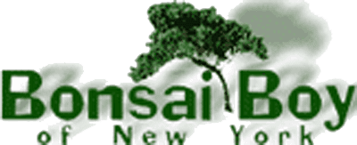 Bonsai Boy of New York logo